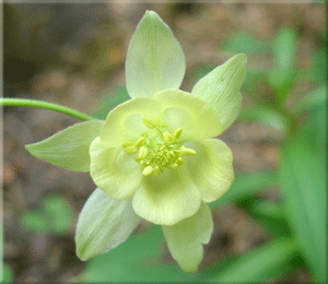 Alberta Wild Flowers